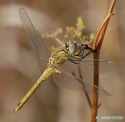 Sympetrum fonscolombii